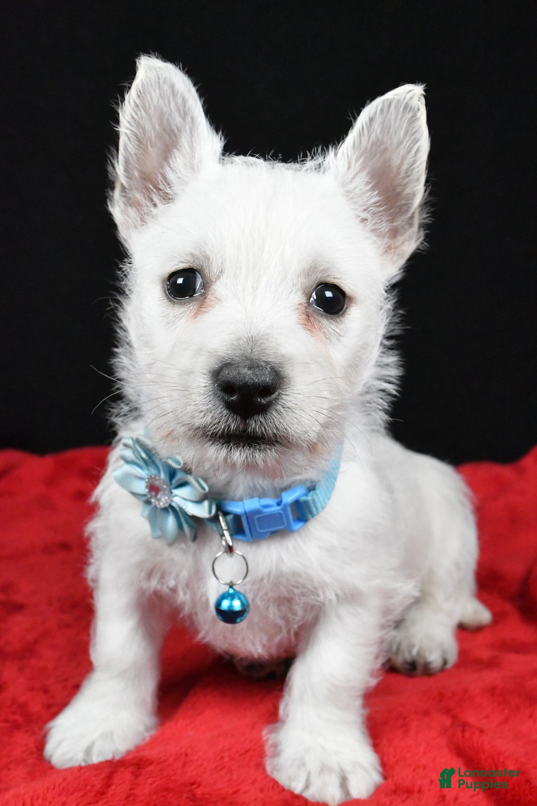 West Highland Terrier dogs for sale: Eva - Ad 8
