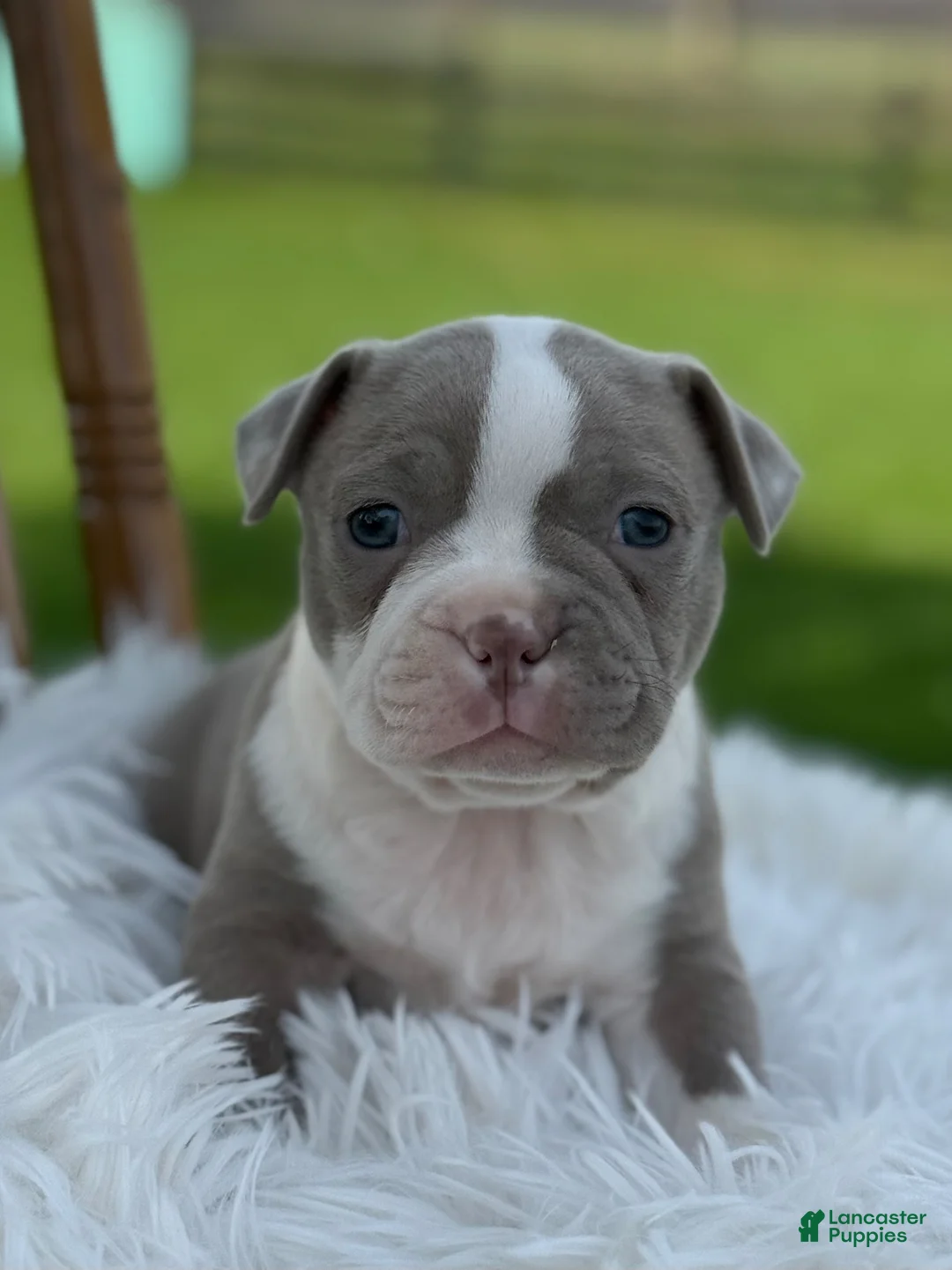 Boston Terrier dogs for sale: Dash - Ad 8