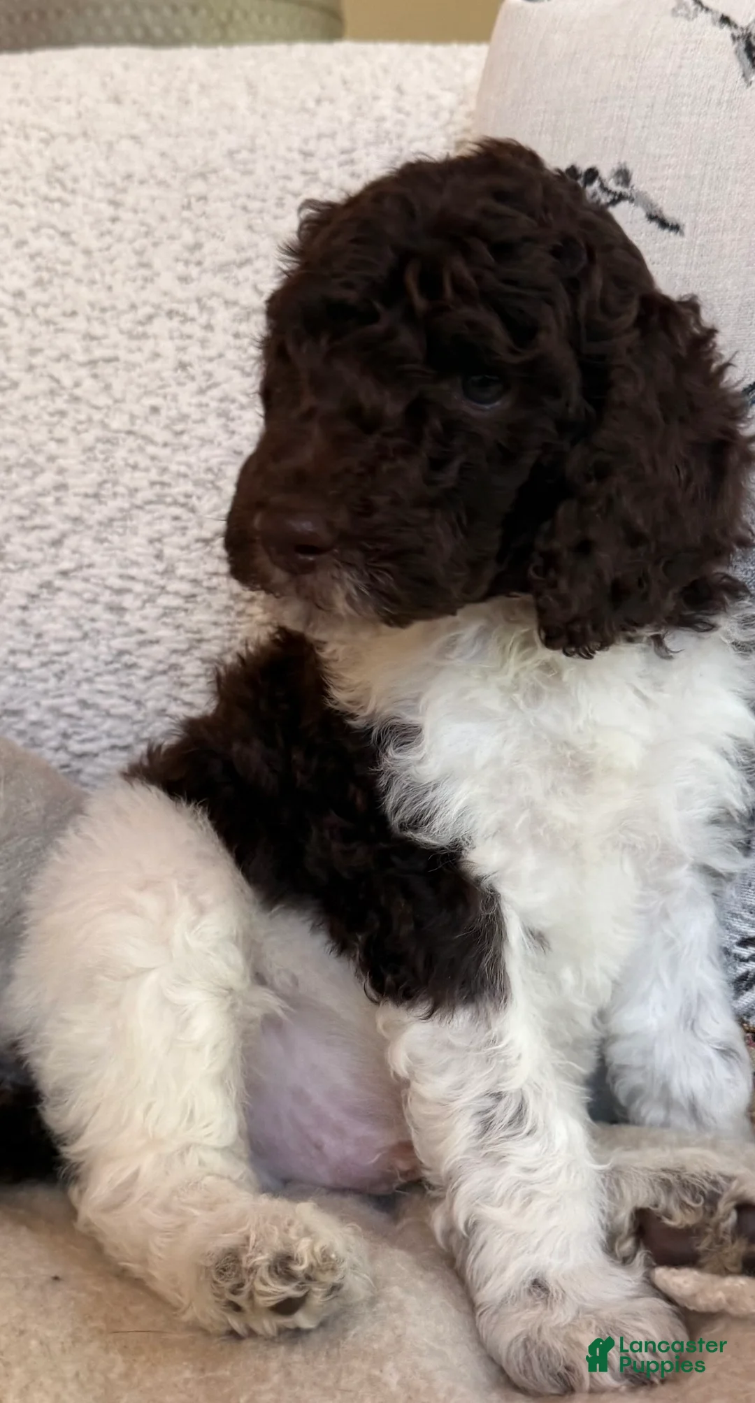 Standard Poodle dogs for sale: Standard Poodle 1 - Ad 1