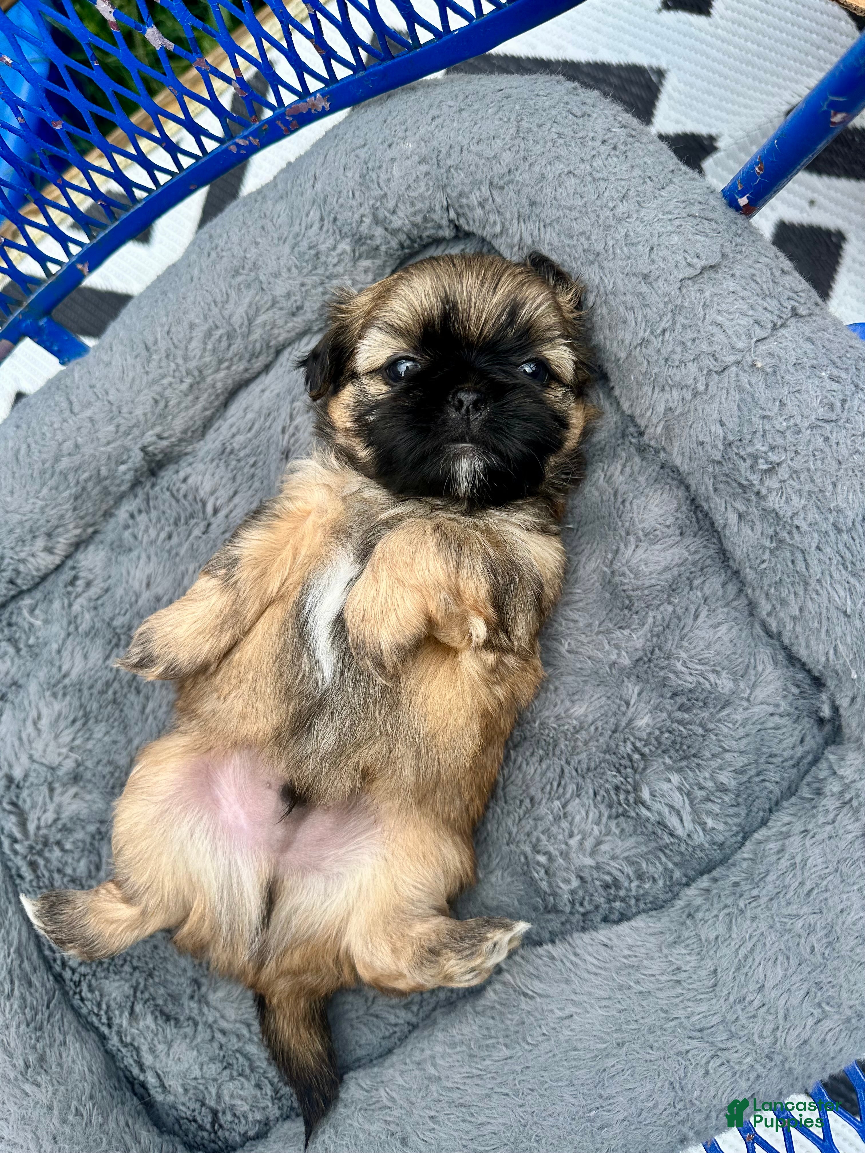 Shih Tzu dogs for sale: Ziggy - Ad 6
