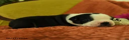 Boston Terrier dogs for sale: Valayna - Ad 4