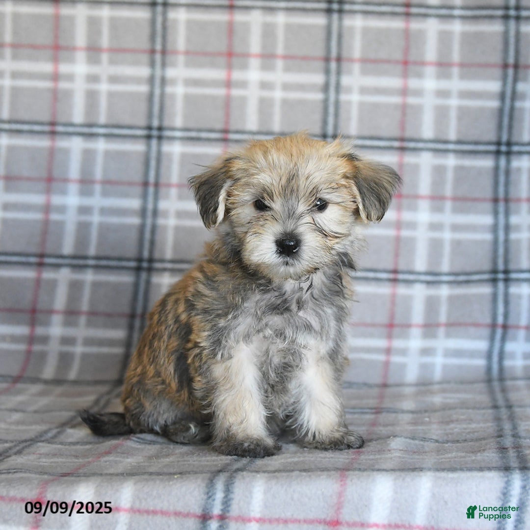 Morkie dogs for sale: Vinnie - Ad 2