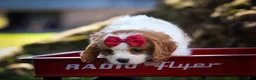 Cavalier King Charles Spaniel dogs for sale: Princeton🐶 - Ad 14