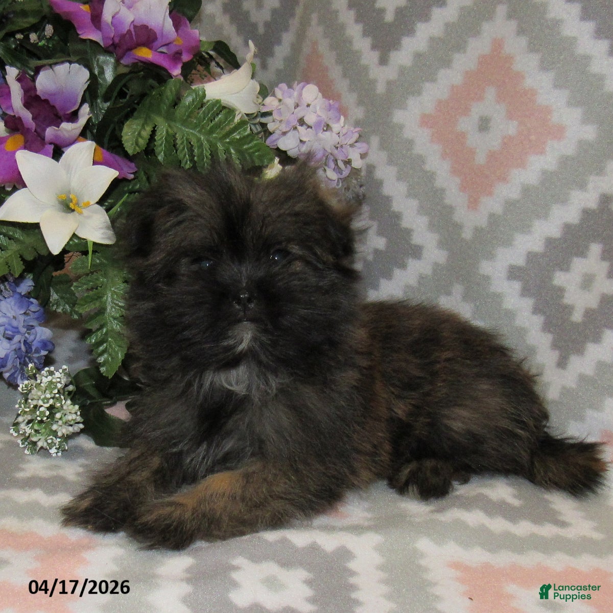 Mixed Breed dogs Erica - Ad 2