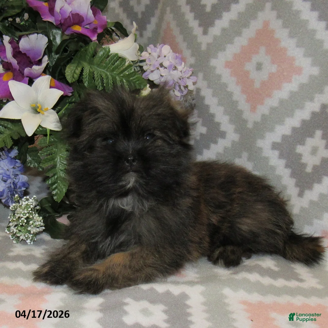 Mixed Breed dogs for sale: Erica - Ad 2