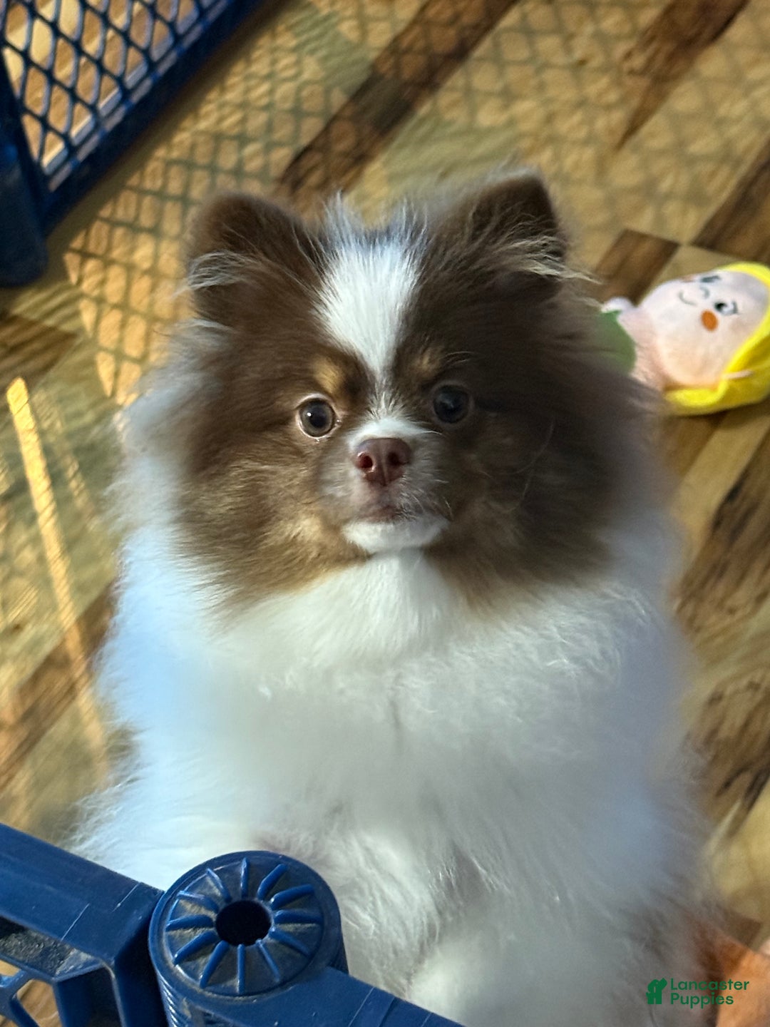 Pomeranian dogs for sale: Pomeranian Puppy 1 - Ad 3