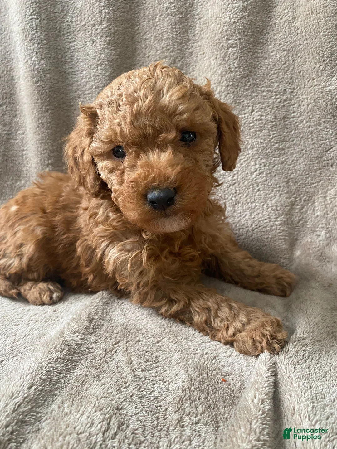 Mini Goldendoodle dogs for sale: Baxter - Ad 6