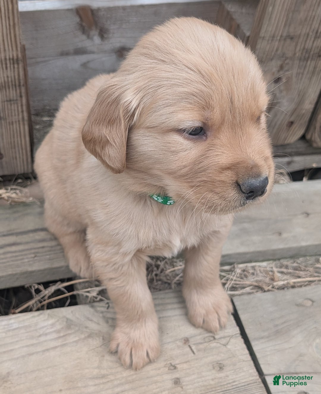 Golden Retriever dogs for sale: Finn - Ad 8