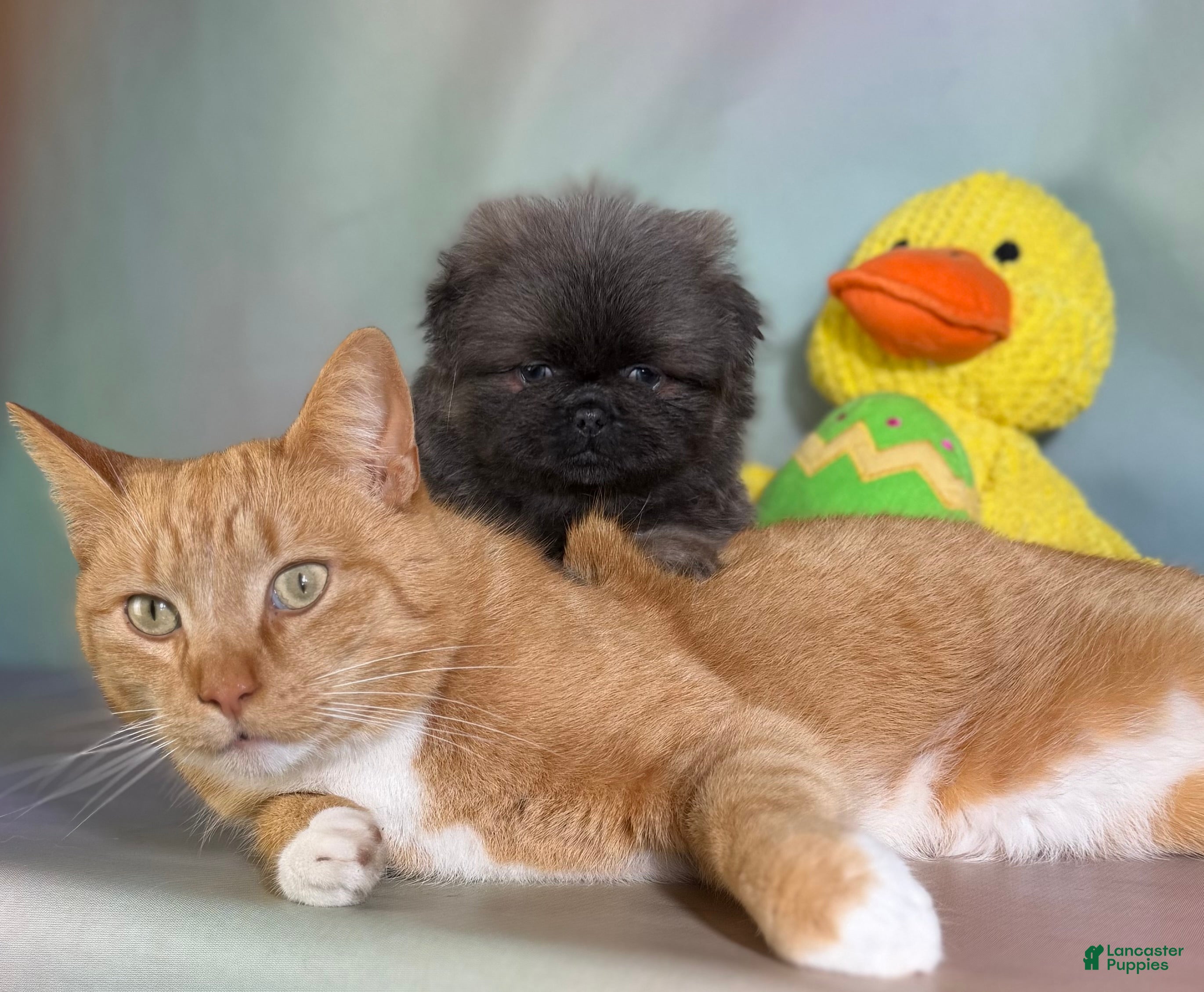 Pekingese dogs Noodle  - Ad 1