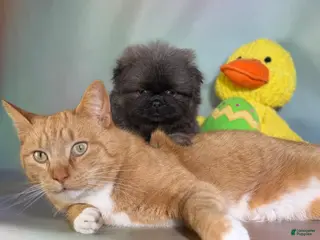 Pekingese dogs for sale: Noodle - Ad 1