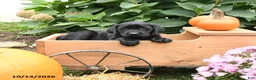 Labrador Retriever dogs for sale: Taffy - Ad 4