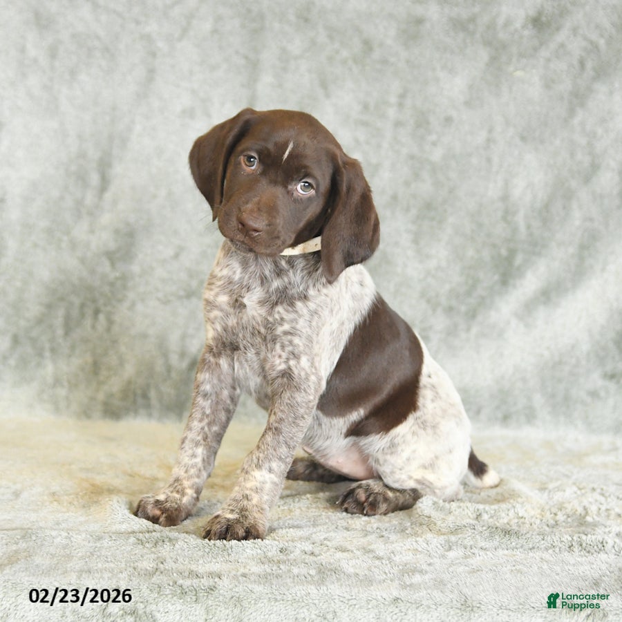 German Shorthaired Pointer dogs Bella   - Ad 1