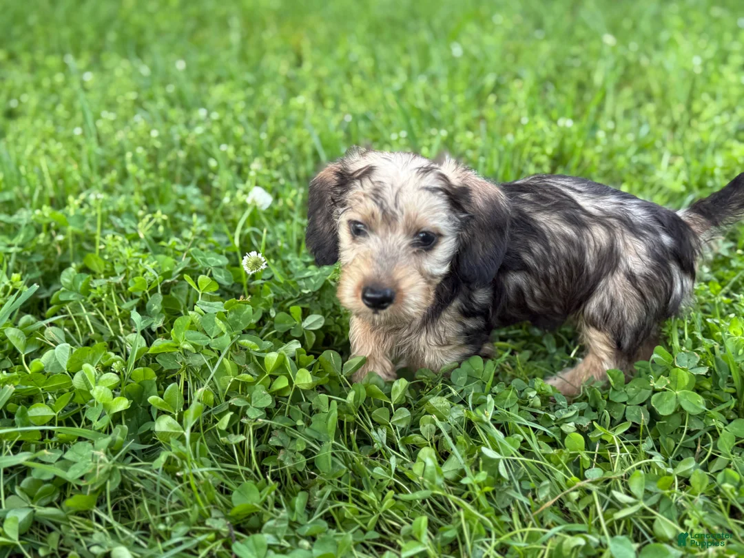 Miniature Dachshund dogs for sale: Red Wire Hair - Ad 2