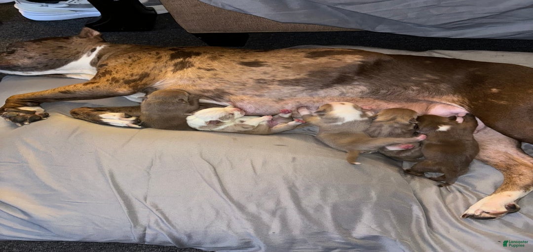 Gallery Image {{count}}