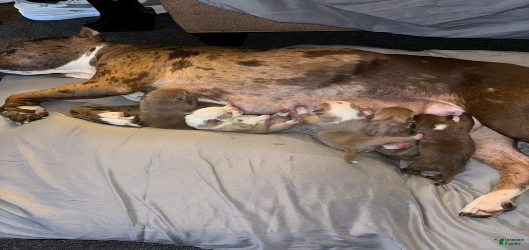 Gallery Image {{count}}