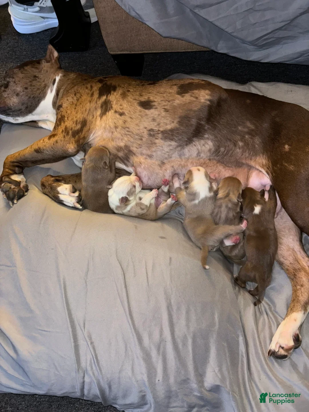 Gallery Image {{count}}