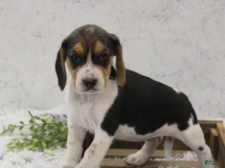 Beagle dogs for sale: Sparkles - Ad 1