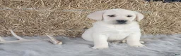 Labrador Retriever dogs for sale: Dustin - Ad 3
