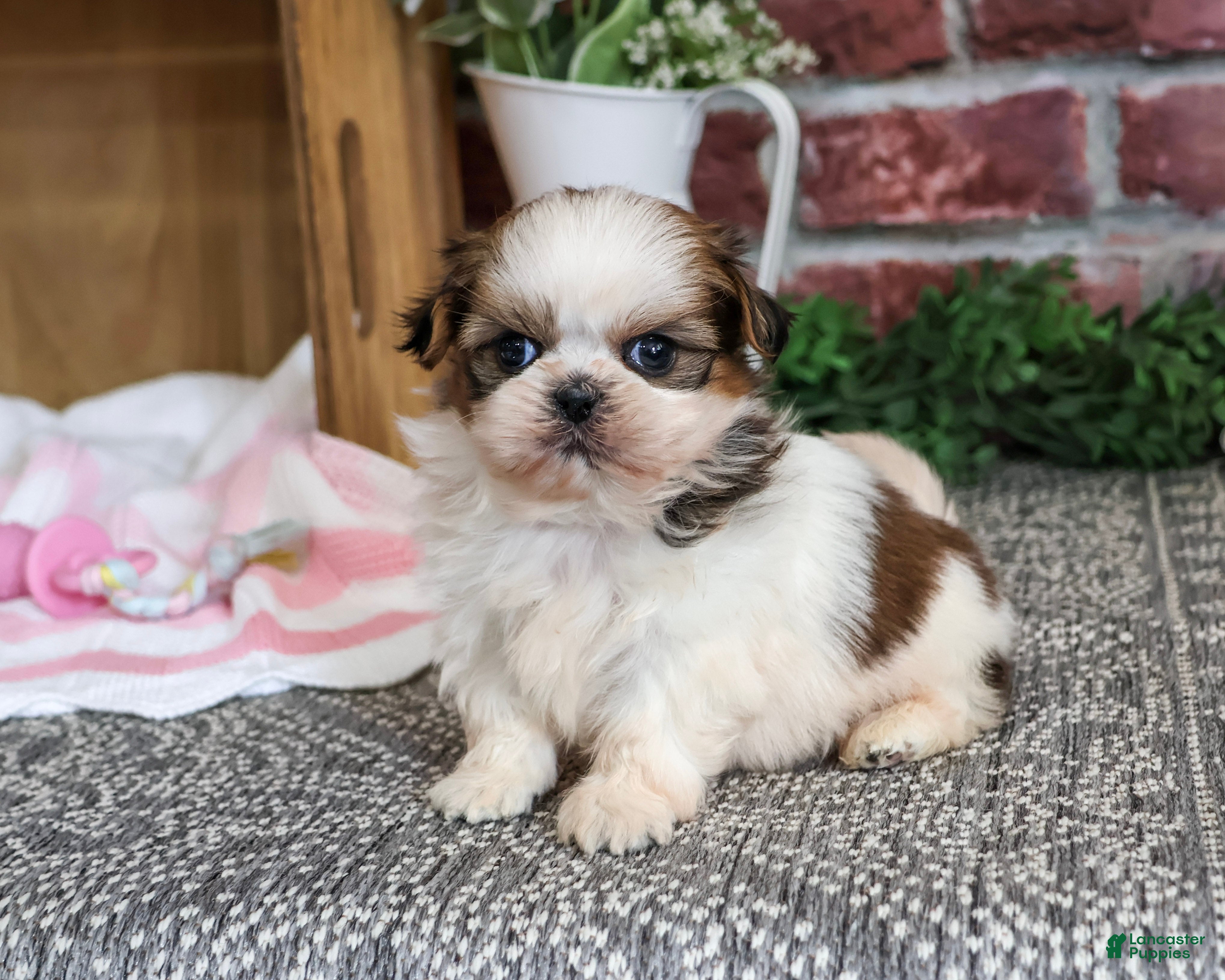 Shih Tzu dogs Jessie - Ad 6