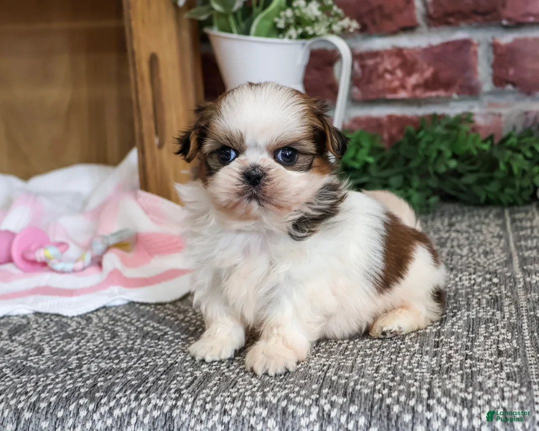 Shih Tzu dogs for sale: Jessie - Ad 1