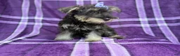 Miniature Schnauzer dogs for sale: Puddles - Ad 7