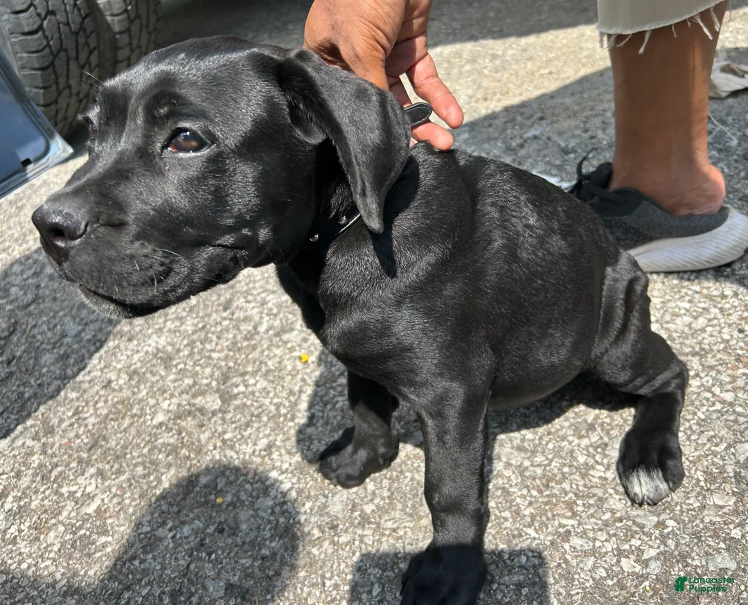 Cane Corso dogs for sale: ZAY AKC Registered, and Champion Bloodlines. - Ad 2