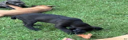 Cane Corso dogs for sale: Cane Corso 1 - Ad 40