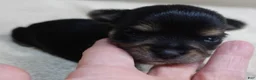 Yorkshire Terrier dogs for sale: Noodles - Ad 3