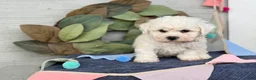 Bichon Frise dogs for sale: Emmy - Ad 6