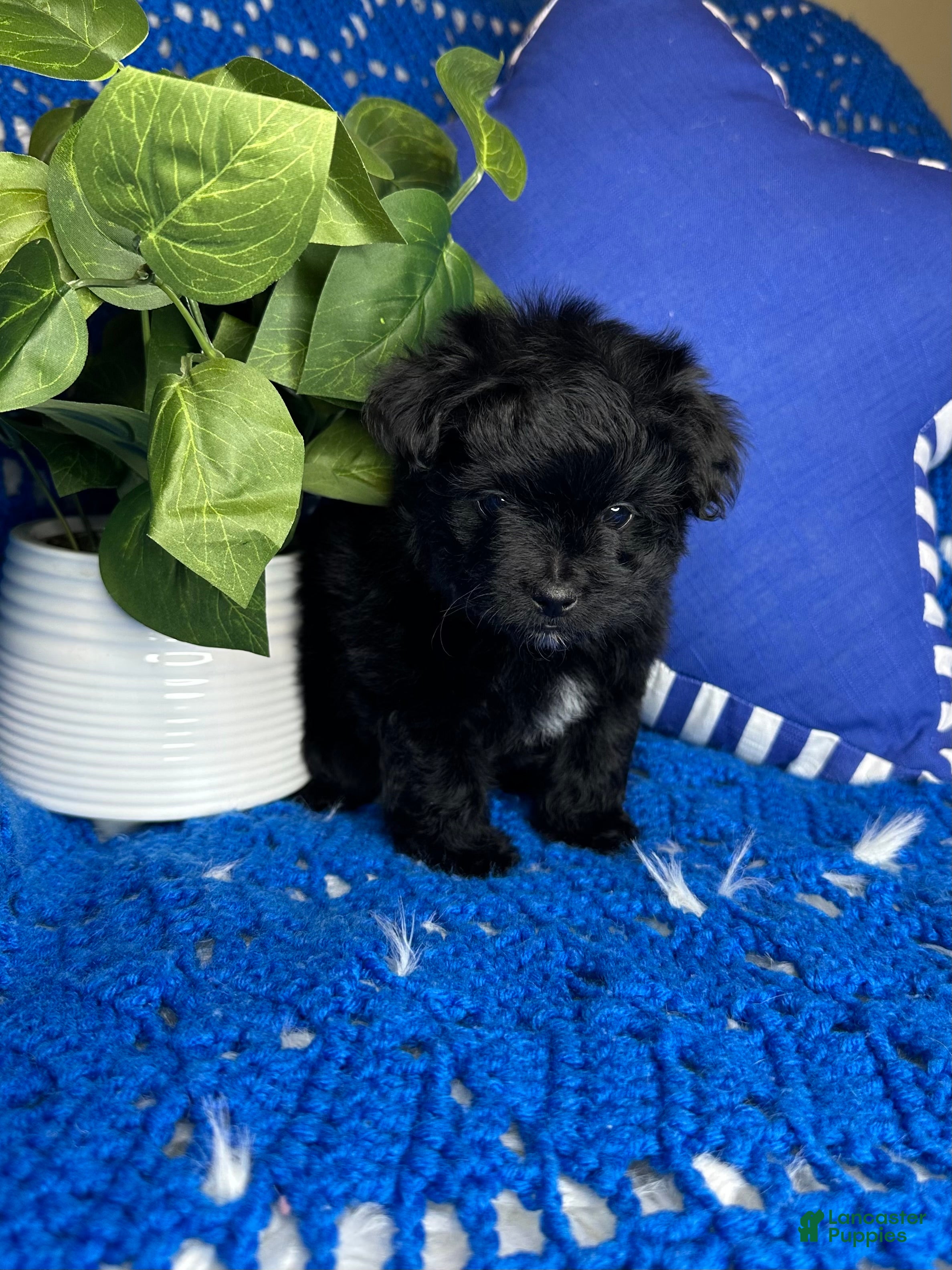 Morkie dogs for sale: Star - Ad 4