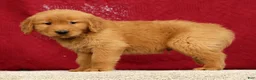 Golden Retriever dogs for sale: Marshall - Ad 5