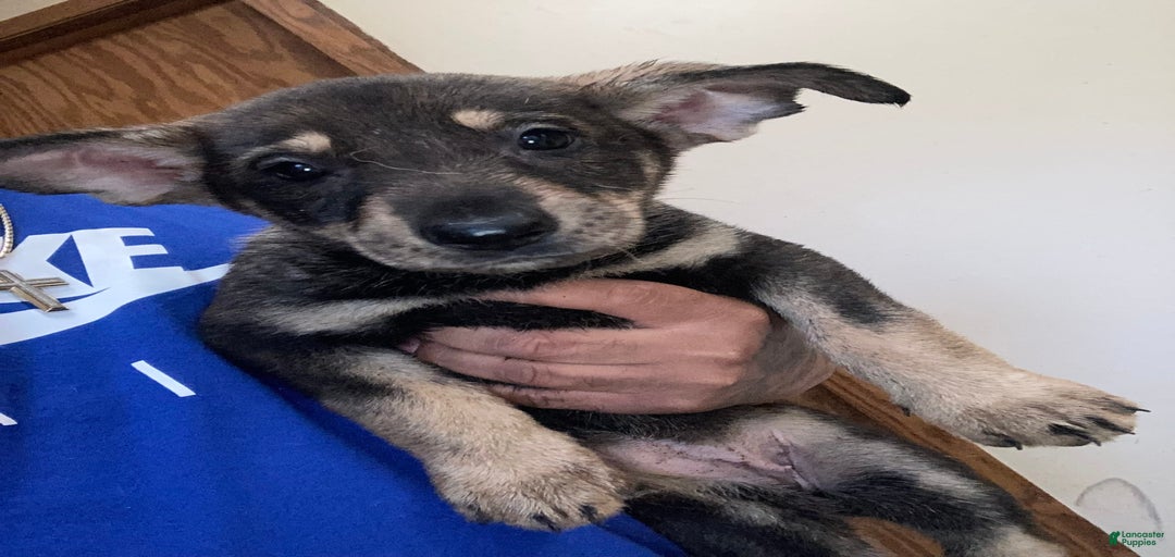 Gallery Image {{count}}