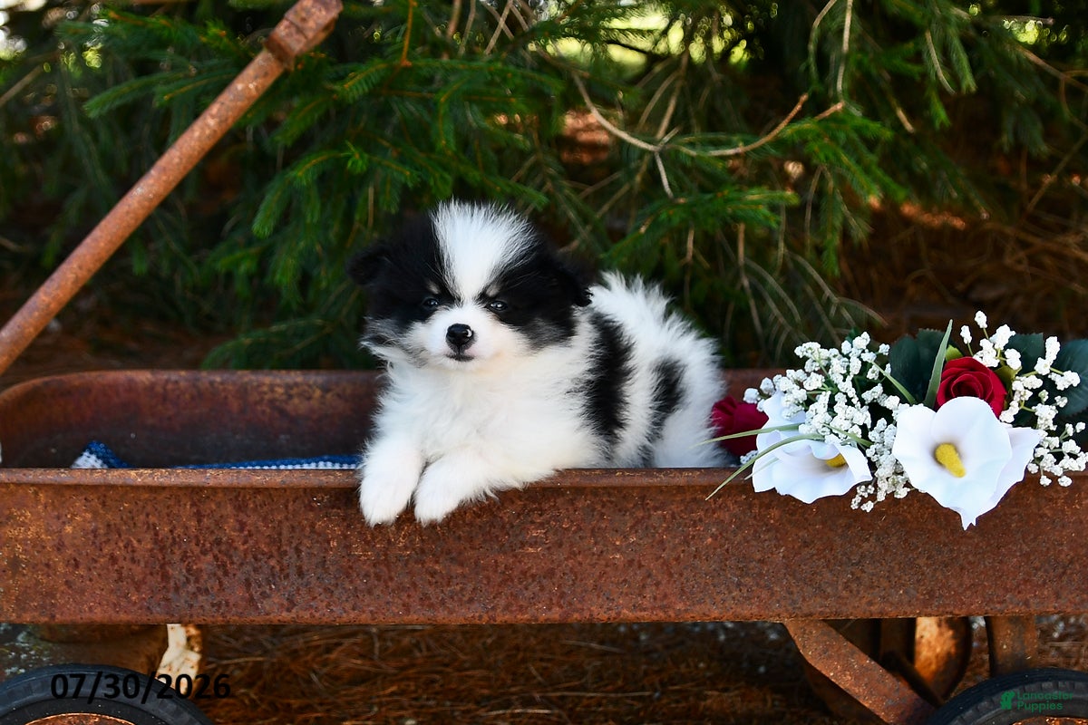 Pomeranian dogs Jet - Ad 2