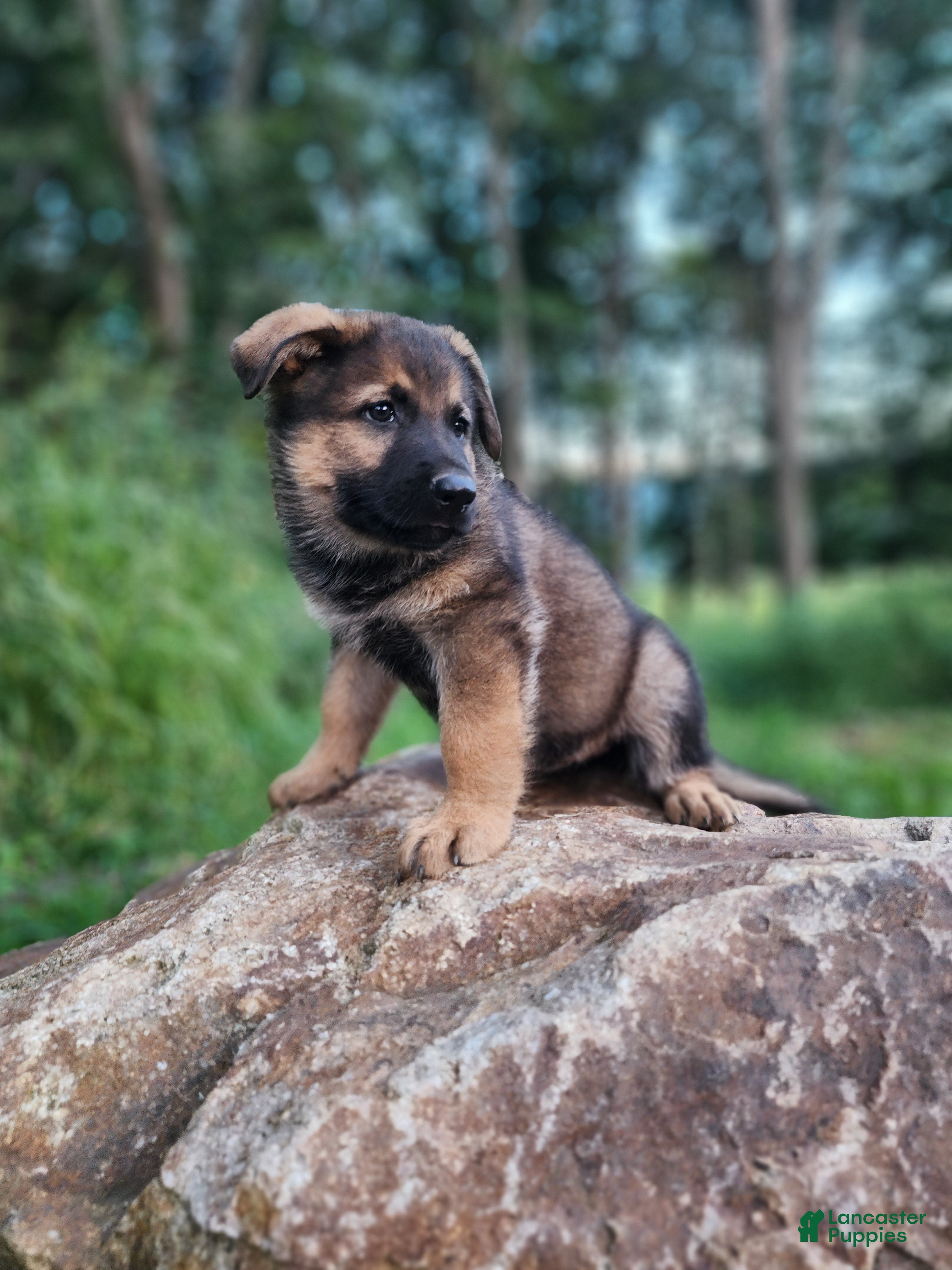 German Shepherd dogs Trusa - Ad 2