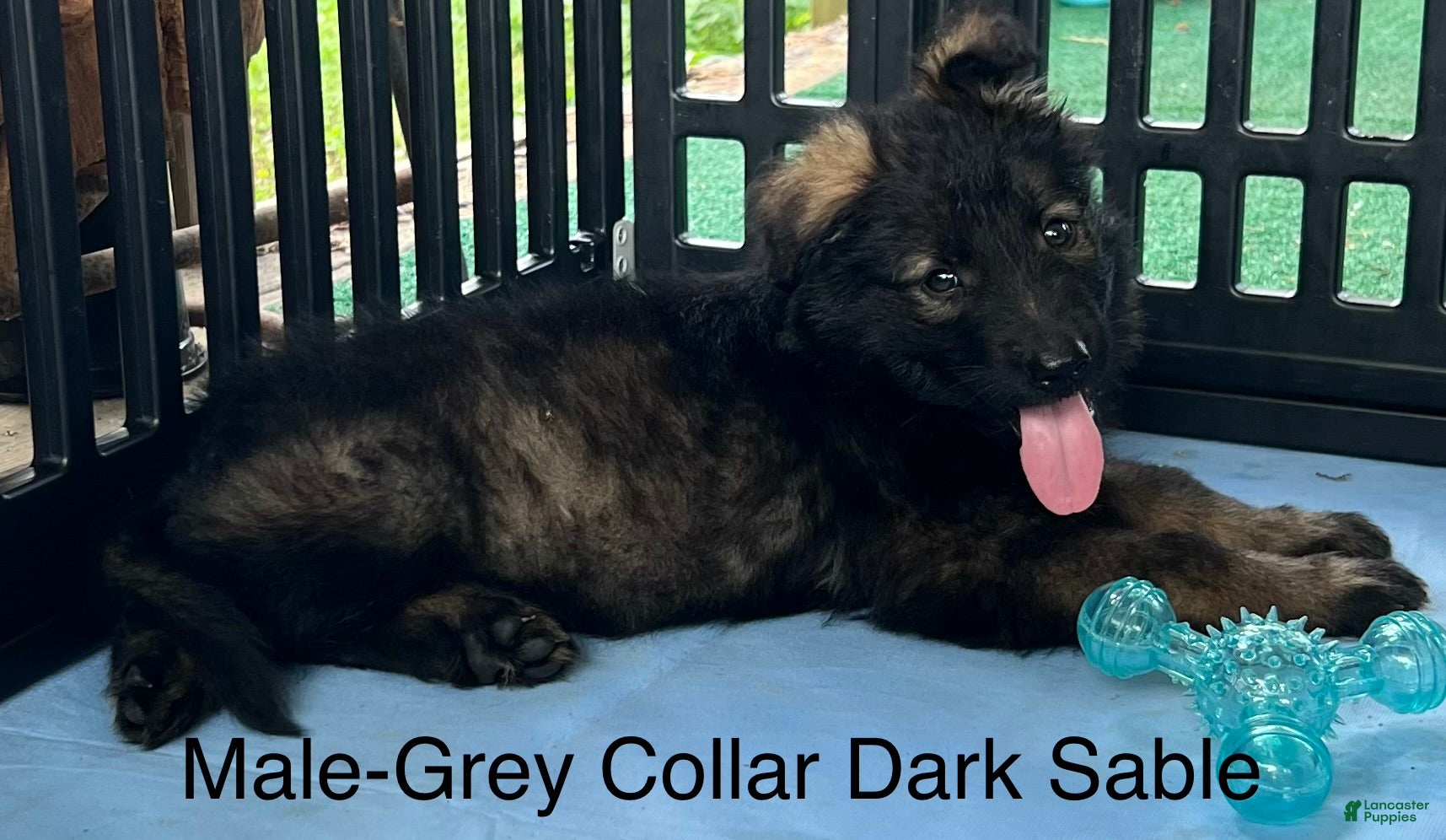 German Shepherd dogs German Shepherd Puppy 6 - Ad 11