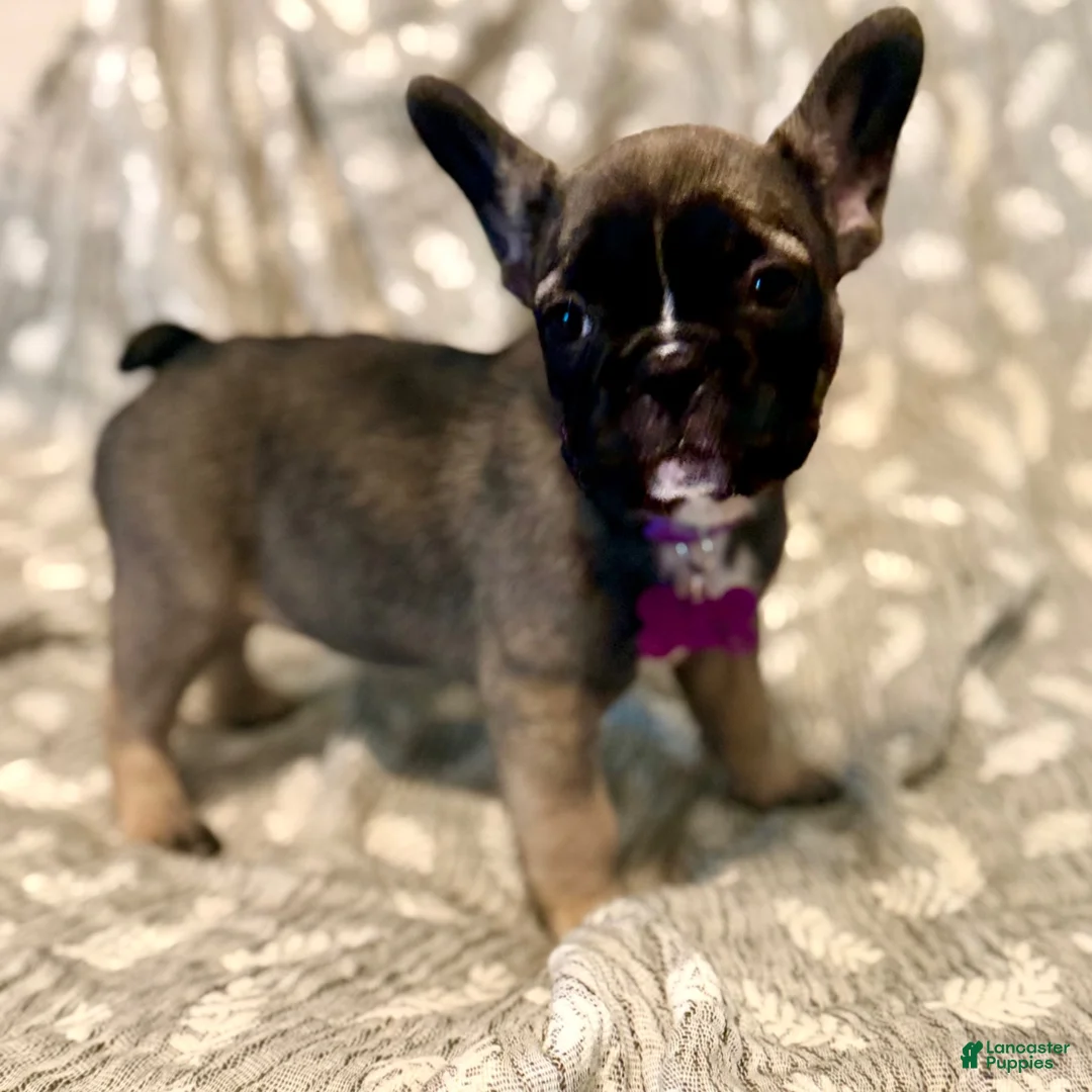 French Bulldog dogs for sale: Sugar, Spice and everything Bold - Ad 1