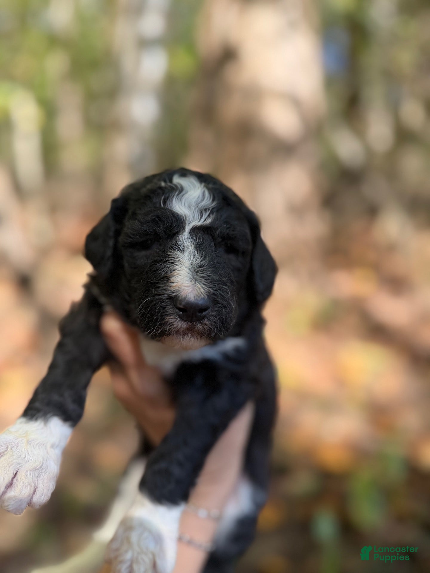 Aussiedoodle dogs for sale: Aussiedoodle 6 - Ad 37