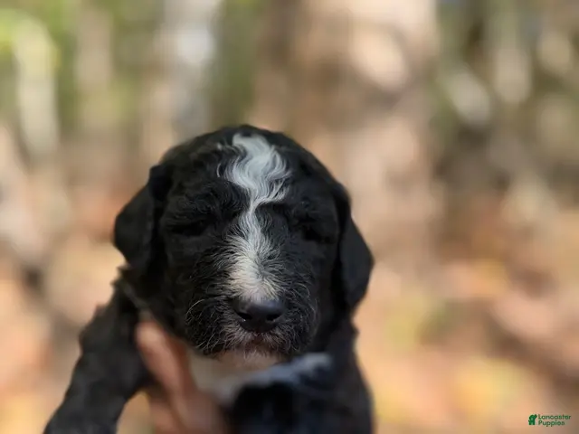 Aussiedoodle dogs for sale: Aussiedoodle 6 - Ad 37