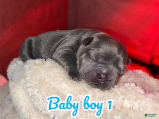 French Bulldog dogs French Bulldog Puppy 1 - Ad 30