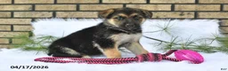 German Shepherd dogs for sale: Macy - Ad 4