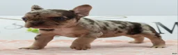 Mixed Breed dogs for sale: Pumpkin spice  - Ad 12