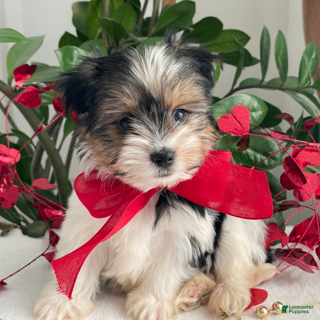 Biewer Terrier dogs for sale: Chico - Ad 7