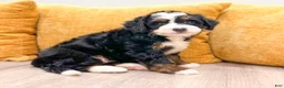 Mini Bernedoodle dogs for sale: Skye - Ad 7