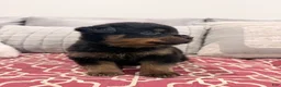 Rottweiler dogs for sale: Black collar male - Ad 2