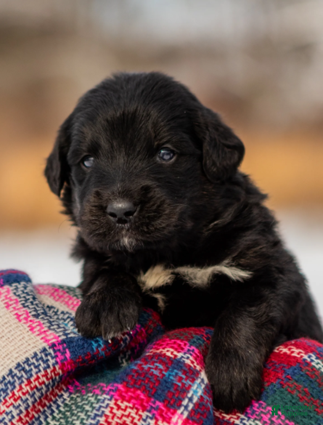 Mixed Breed dogs for sale: Kierra - Ad 3