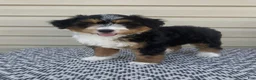 Mini Aussiedoodle dogs for sale: Amber - Ad 4