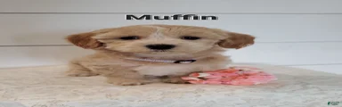 Muffin