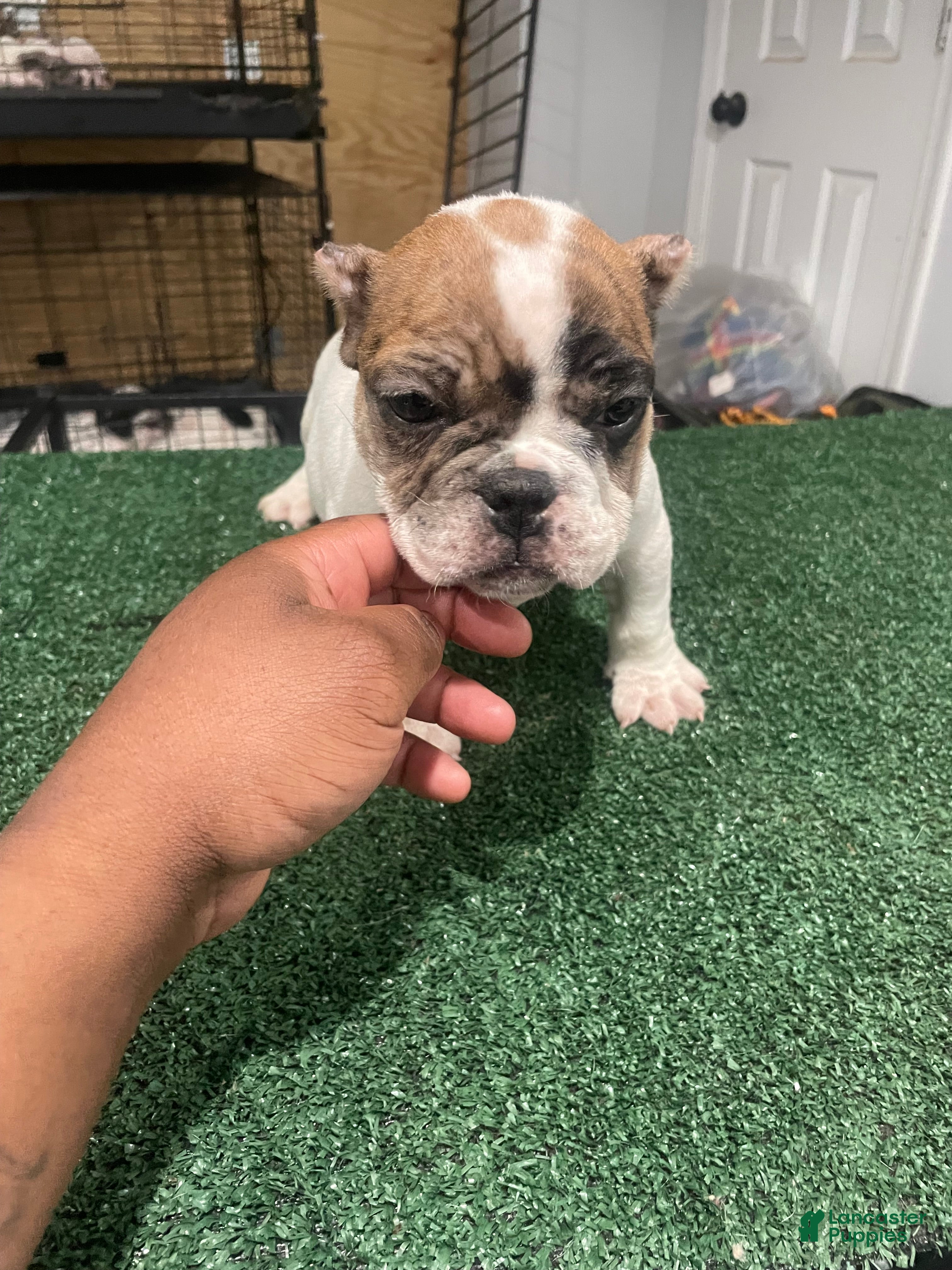 American Bully dogs Bella - Ad 2