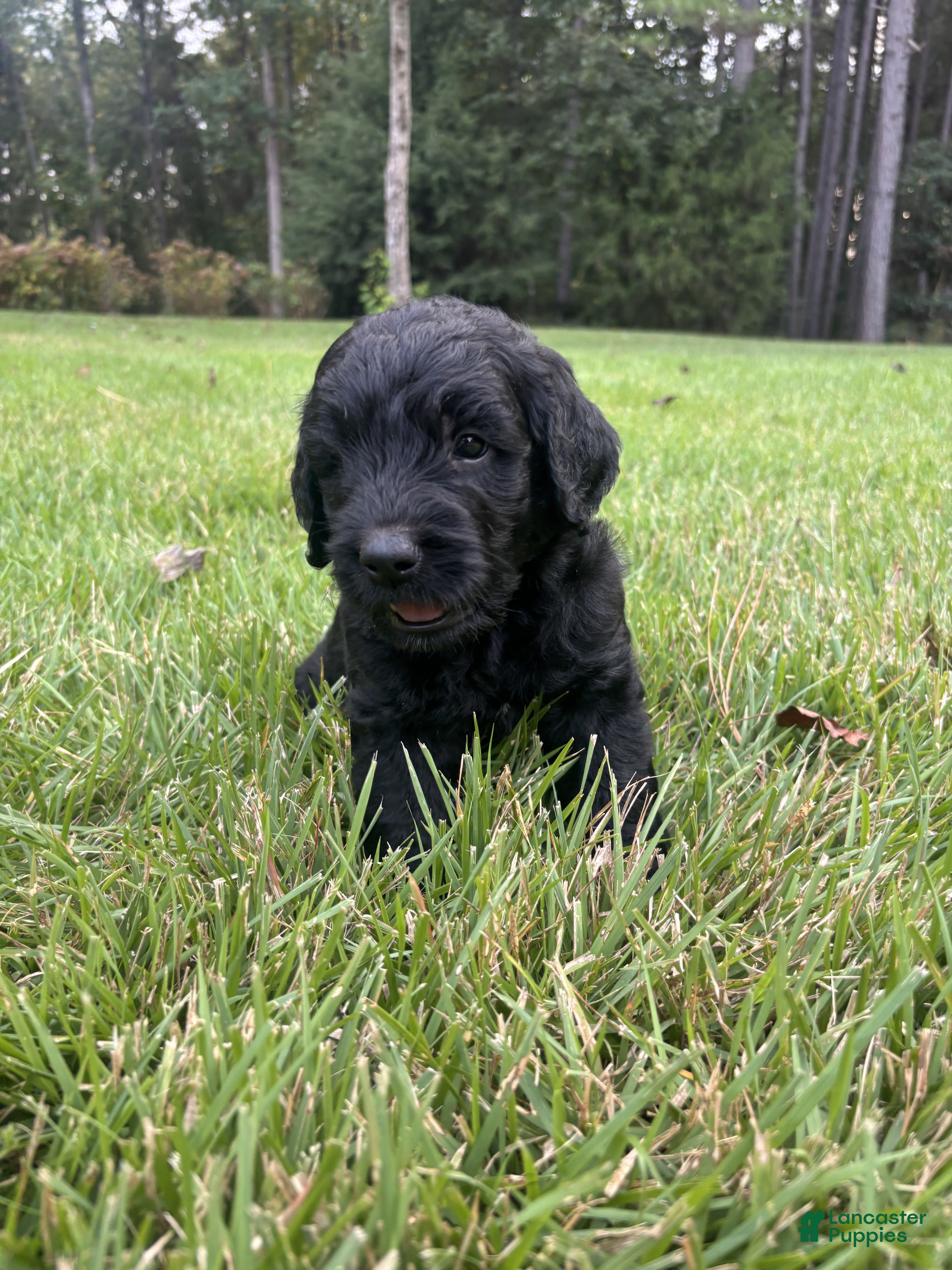 Goldendoodle dogs Slate - Ad 2