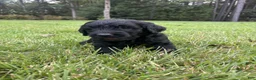 Goldendoodle dogs for sale: Slate - Ad 2